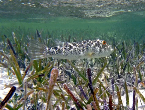 Checkered puffer — James St. John / Wikimedia Commons / CC BY 2.0