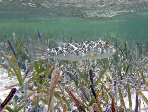 Checkered puffer — James St. John / Wikimedia Commons / CC BY 2.0