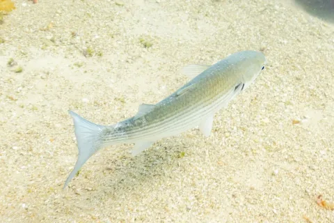 Golden grey mullet — Diego Delso / Wikimedia Commons / CC BY-SA 4.0
