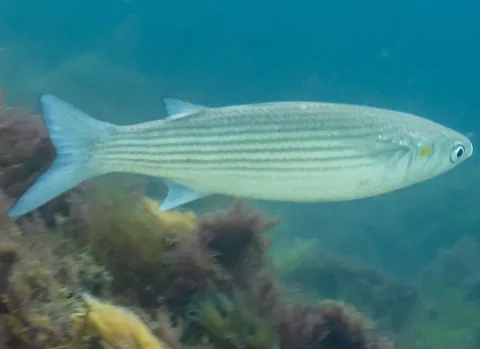 Golden grey mullet — Diego Delso / Wikimedia Commons / CC BY-SA 4.0