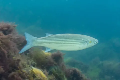 Golden grey mullet — Diego Delso / Wikimedia Commons / CC BY-SA 4.0