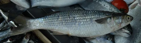 Thicklip grey mullet — Wikimedia Commons / CC BY-SA 3.0