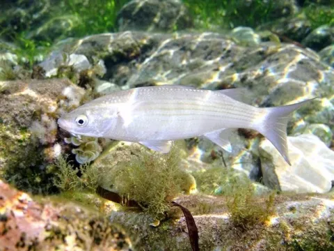Thicklip grey mullet — Roberto Pillon / Wikimedia Commons / CC BY 3.0