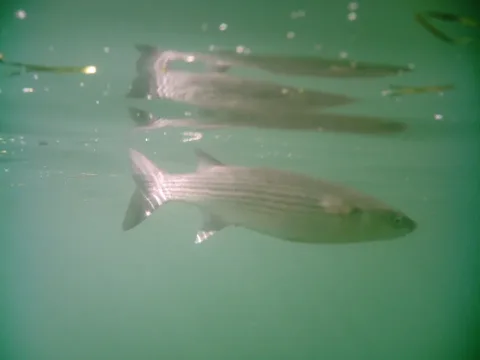 Thicklip grey mullet — Baralloco / Wikimedia Commons / CC BY-SA 4.0