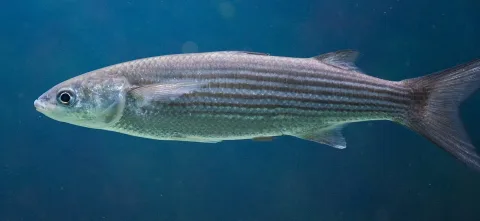 Thicklip grey mullet — Amada44 / Wikimedia Commons / CC BY-SA 3.0