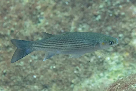 Thicklip grey mullet — Diego Delso / Wikimedia Commons / CC BY-SA 4.0