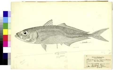 Chilean jack mackerel — Morita, Kako H. / Wikimedia Commons / CC0
