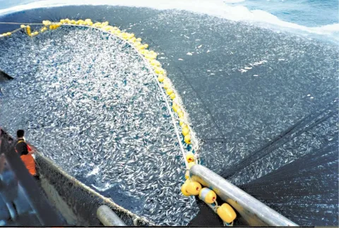 Chilean jack mackerel — C. Ortiz Rojas / Wikimedia Commons / Public domain