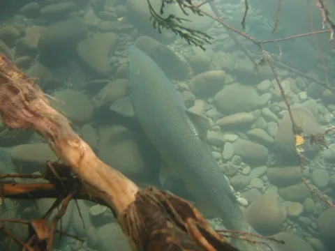 Chinook salmon — United States Geological Survey / Wikimedia Commons / Public domain