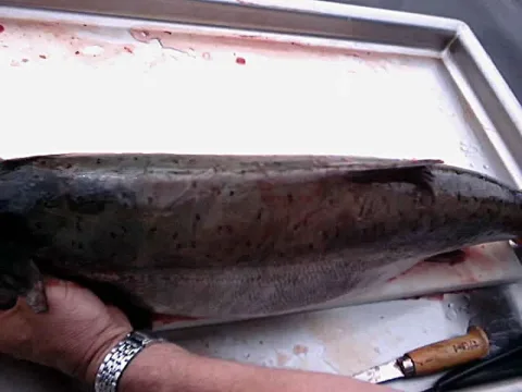 Chinook salmon — Young Chuck, U.S. Fish and Wildlife Service / Wikimedia Commons / Public domain