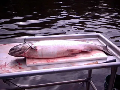 Chinook salmon — Young Chuck, U.S. Fish and Wildlife Service / Wikimedia Commons / Public domain