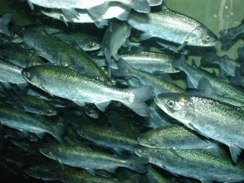 Chinook salmon — Zureks / Wikimedia Commons / CC BY-SA 3.0
