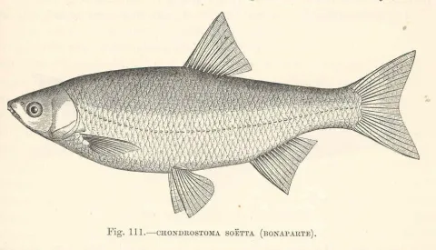 Chondrostoma soetta — Harry Govier Seeley / Wikimedia Commons / Public domain