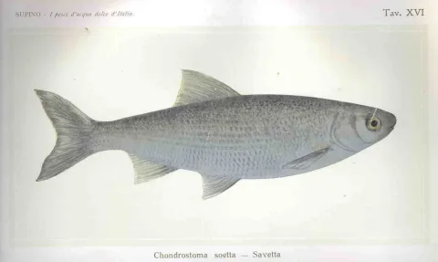 Chondrostoma soetta — Felice Supino / Wikimedia Commons / Public domain