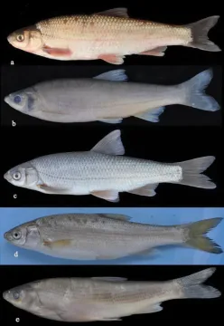 Chondrostoma vardarense — Küçük F, Çi̇ftçi Y, Güçlü SS, Mutlu AG, Turan D (2023) / Wikimedia Commons / CC BY 4.0