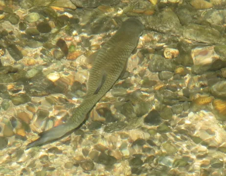 Chub — AnRo0002 / Wikimedia Commons / CC0
