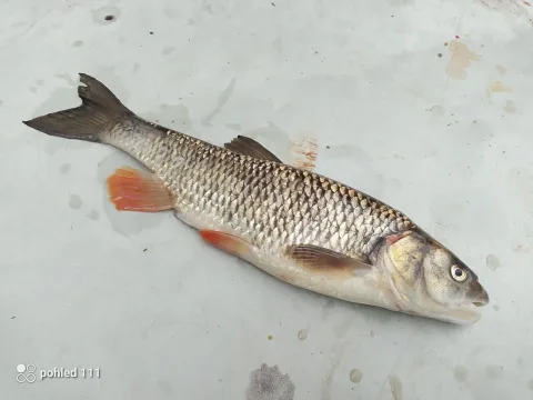 Chub — Pohled 111 / Wikimedia Commons / CC BY-SA 4.0