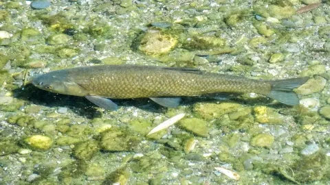 Chub — Skekzilla / Wikimedia Commons / CC BY-SA 4.0