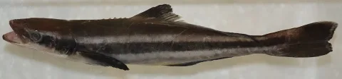 Cobia — Smithsonian Environmental Research Center / Wikimedia Commons / CC BY 2.0