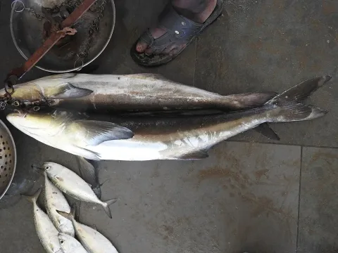 Cobia — H01 / Wikimedia Commons / CC BY 4.0