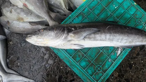 Cobia — Ashwit Shetty / Wikimedia Commons / CC BY 4.0