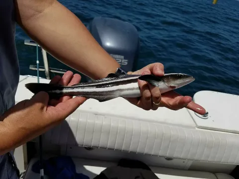 Cobia — Ryan Watson / Wikimedia Commons / CC BY 4.0