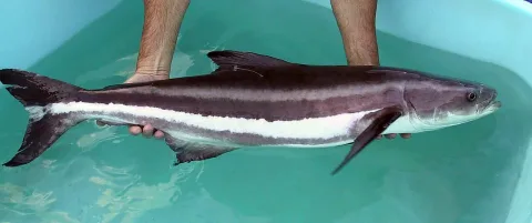 Cobia — Jorge Alarcon or Dr. Daniel Benetti / Wikimedia Commons / Public domain