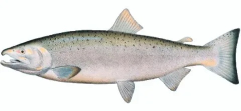 Coho salmon — NOAA / Wikimedia Commons / Public domain