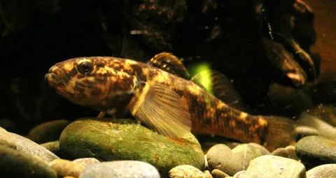 Common bully — Zureks / Wikimedia Commons / CC BY-SA 3.0