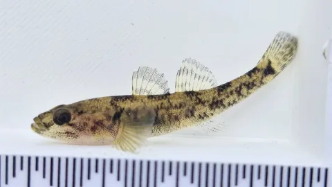 Common bully — Peter Hancock / Wikimedia Commons / CC BY 4.0