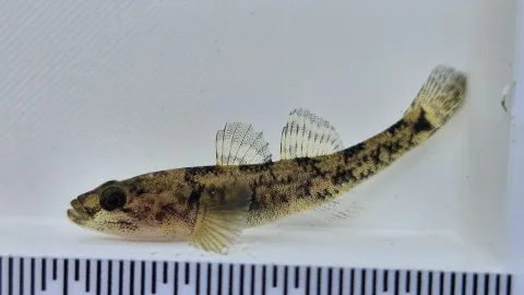 Common bully — Peter Hancock / Wikimedia Commons / CC BY 4.0