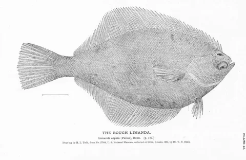 Common dab — H. L. Todd / Wikimedia Commons / Public domain