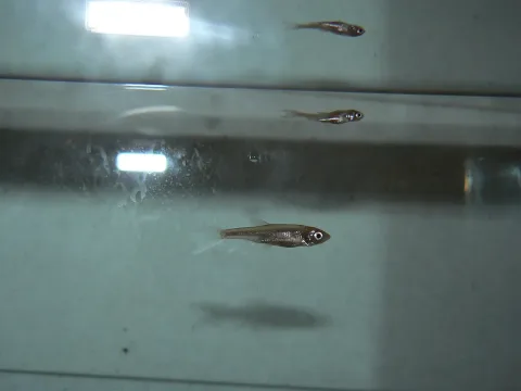 Common dace — Drevoveren at Slovenian Wikipedia / Wikimedia Commons / CC BY-SA 3.0