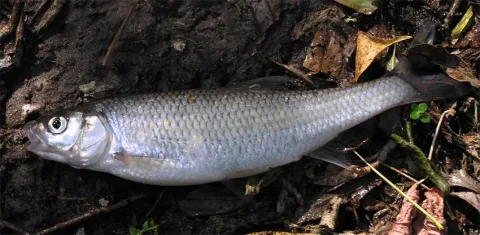 Common dace — Alexander Suvorov / Wikimedia Commons / Public domain