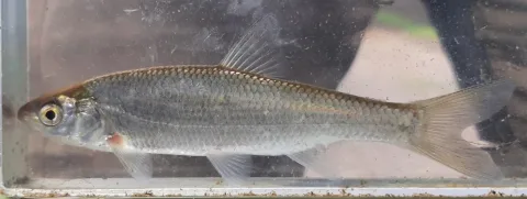 Common dace — Lennart Hudel / Wikimedia Commons / CC BY 4.0
