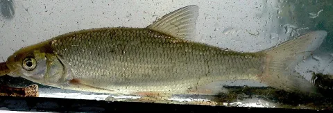Common dace — Viridiflavus / Wikimedia Commons / CC BY-SA 3.0