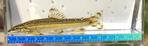 Common dace — 애니몰로TV / Wikimedia Commons / CC BY 3.0