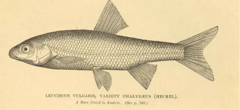 Common dace — Harry Govier Seeley / Wikimedia Commons / Public domain