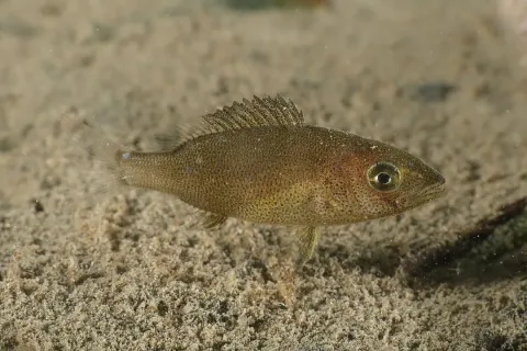 Common dentex — jujurenoult / Wikimedia Commons / CC BY 4.0
