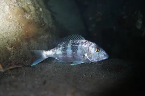 Common dentex — Michael Bommerer / Wikimedia Commons / CC BY 4.0