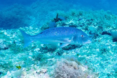 Common dentex — Diego Delso / Wikimedia Commons / CC BY-SA 4.0