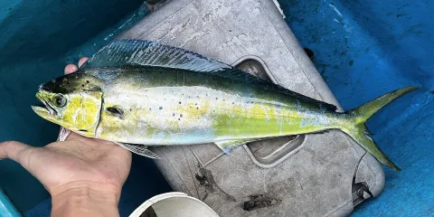 Common dolphinfish — (c) Nick Tobler (Cowturtle), some rights reserved (CC BY) / Wikimedia Commons / CC BY 4.0