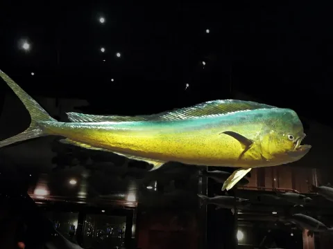 Common dolphinfish — Citron / Wikimedia Commons / CC BY-SA 3.0