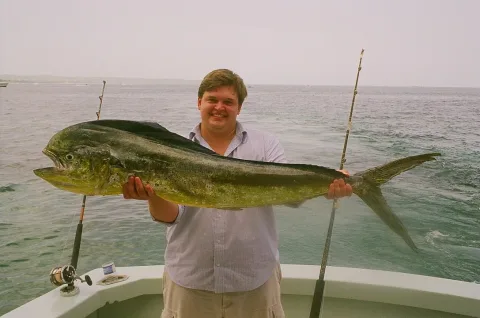 Common dolphinfish — Distad / Wikimedia Commons / CC BY-SA 3.0