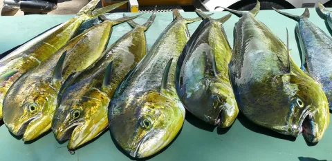 Common dolphinfish — Bernard DUPONT from FRANCE / Wikimedia Commons / CC BY-SA 2.0