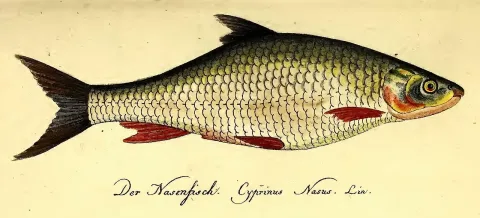 Common nase — Johann Matthäus Bechstein / Wikimedia Commons / Public domain