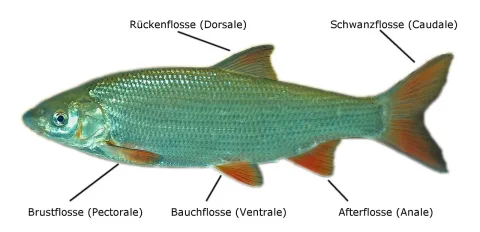 Common nase — Tino Strauss / Wikimedia Commons / CC BY-SA 2.5