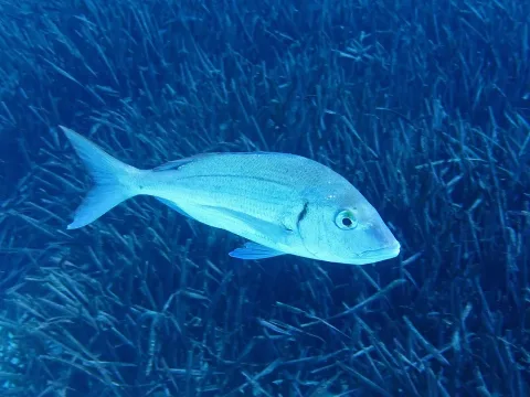 Common pandora — Donald Davesne / Wikimedia Commons / CC BY 4.0