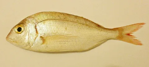 Common pandora — Foundling / Wikimedia Commons / CC BY-SA 3.0
