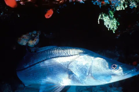 Common snook — Bob Care - Florida Keys NMS / Wikimedia Commons / Public domain